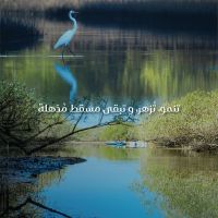 صورة Ali