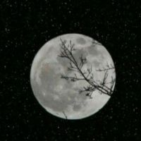 صورة أماني