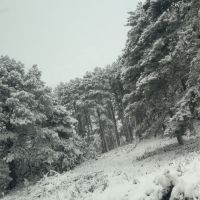 صورة نوني
