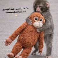 صورة amer