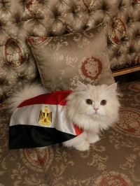 صورة Shery رقم 3