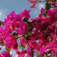 صورة شروق