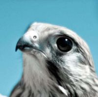 صورة ناصر