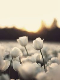 صورة bdor