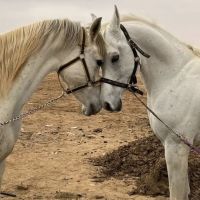 صورة مصعب رقم 5