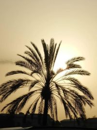 صورة جلال