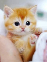 صورة yasmine