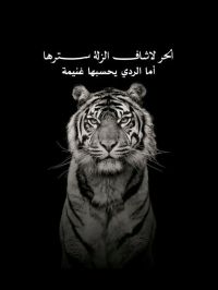 صورة Mido رقم 3