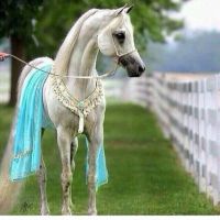 صورة Najd