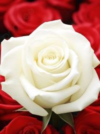 صورة ساره