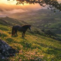 صورة ساميه